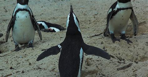 Flipper Bands Harm Penguins 